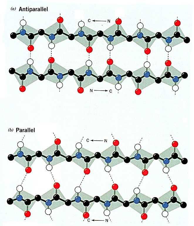 Strutture β Minimo di 2 catene (antiparallelo!