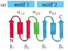 Come sono connessi i β strands paralleli?