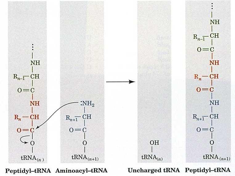 I POLIPEPTIDI SONO MOLECOLE METASTABILI L idrolisi del legame peptidico è termodinamicamente favorita rispetto alla formazione del legame (condensazione G0=+10kJmol-1) transpeptidazione Il legame