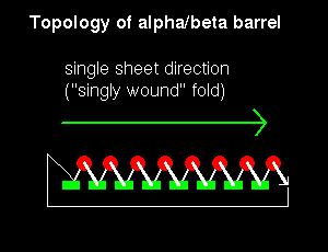 Il barile Alfa Beta Una sequenza di otto beta-alfa Il primo beta strand si lega in