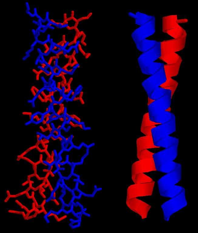 Il twisting permette di massimizzare l interazione nell avvolgimento con una seconda elica Ci sono in realtà