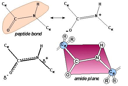 Chimica del legame peptidico