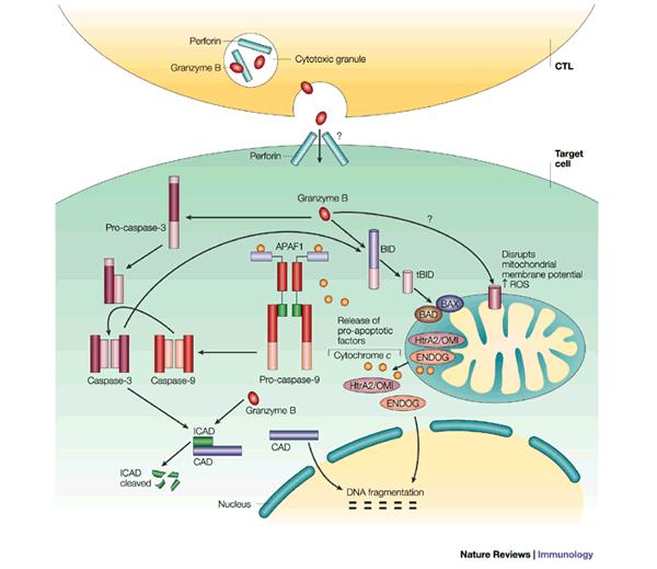 Vie di morte attivate dal granzima B I granzimi attivano il pathway apoptotico nella