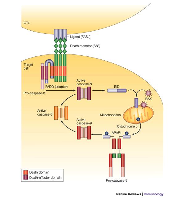 I linfociti T attivati esprimono fas Ligando (fasl) meccanismo di