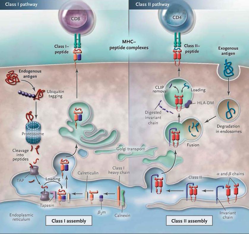 Processing of Endogenous and Exogenous Antigens by Class