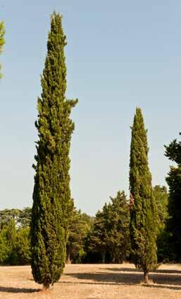 Le Piante del Parco La Botanica del Parco Queste sono solo alcune delle piante rilevate nel Parco della Villa. L area verde è ricca di specie vegetali arboree, arbustive ed erbacee.