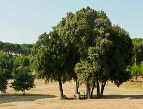 Le Piante del Parco Quercus ilex (Leccio) Famiglia: Fagaceae Origine geografica: Europa meridionale e Nord Africa Pianta mediterranea sempreverde.