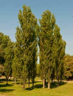 Pinus halepensis (Pino d Aleppo): nell area della Collezione Botanica Famiglia: Pinaceae (Conifera) Origine geografica: regioni orientali del Mediterraneo Albero sempreverde ha un portamento diverso