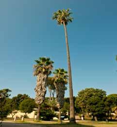 chilensis: nel Giardino del Teatro Quercus ilex (Leccio): un esemplare nei