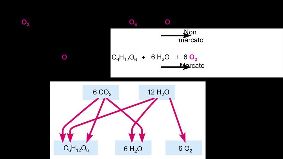 molecole organiche.