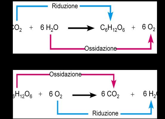 La fotosintesi è un processo redox, come la respirazione cellulare.