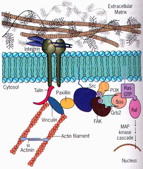 Saggio di immunofluorescenza Assay Protocol 1.