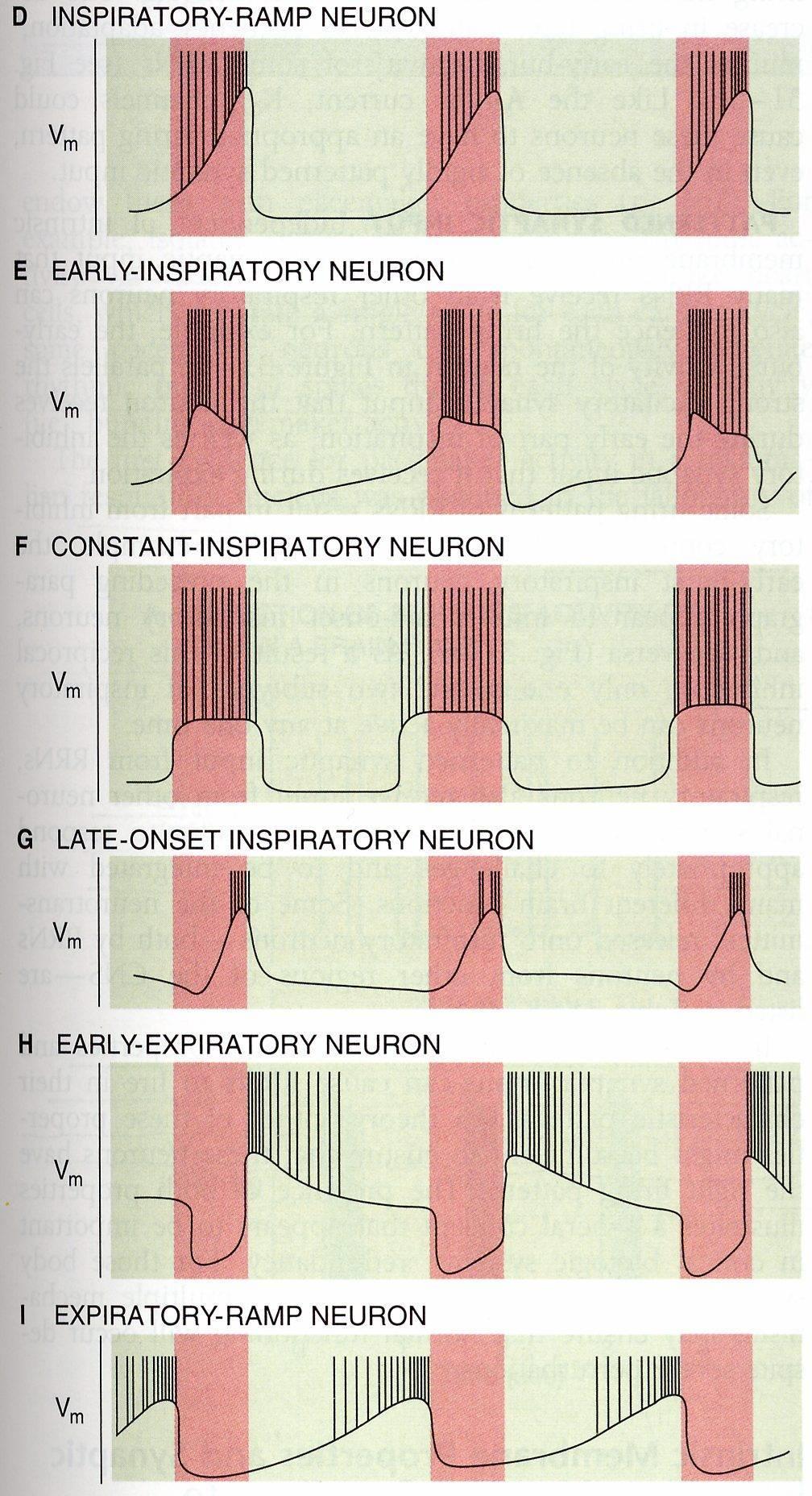 Generazione del ritmo respiratorio L attività del nervo frenico (e degli altri nervi motori) dipende dall attività di un ampio spettro di neuroni di DRG e VRG Ampia varietà di
