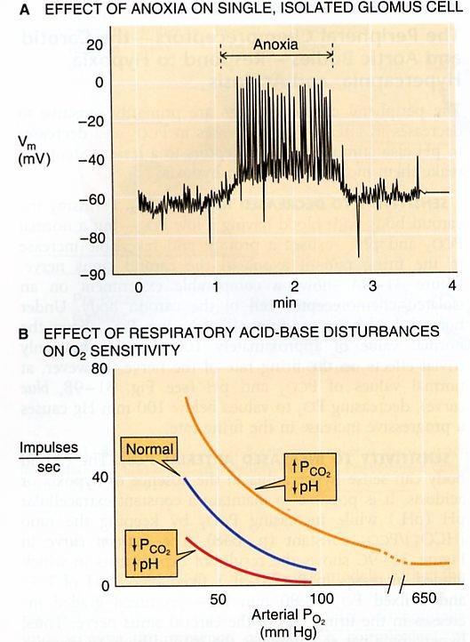 Chemocettori periferici Sensibili alla diminuzione della P a O 2 Sensibilità accentuata dall aumento di P a CO 2 e alla