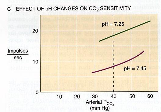Sensibili alla diminuzione della P a O 2 Sensibili all aumento di P a CO 2 Sensibili alla riduzione