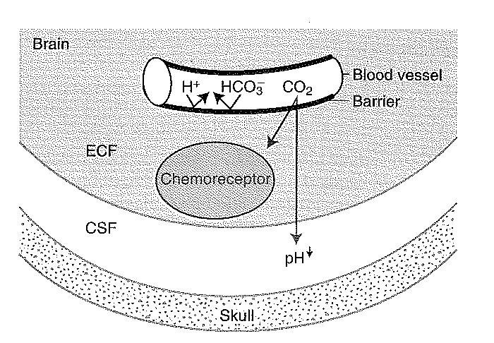 Ambiente dei chemocettori centrali BEE è relativamente impermeabile a H + e HCO 3-, ma CO 2 la attraversa facilmente Nel LCS CO 2 si idrata e cede H + che stimolano i recettori Quindi la CO 2 del