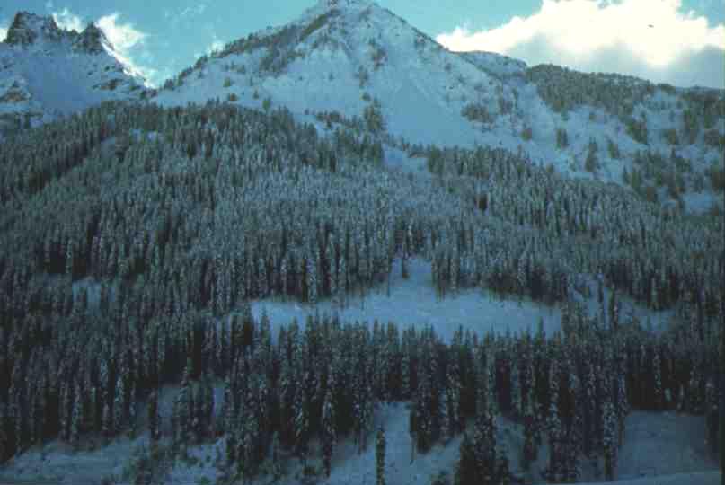 Distacco delle valanghe BOSCO FITTO: MINOR