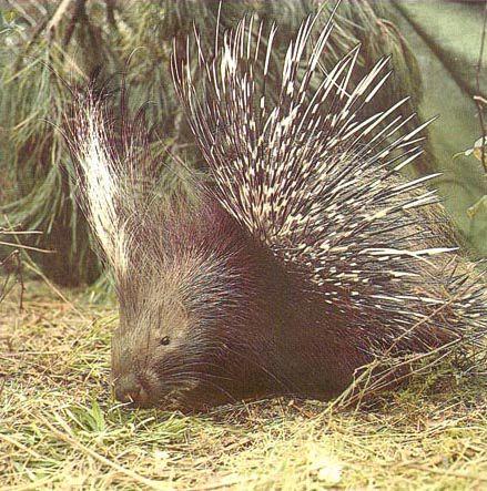 Istrice Hystrix cristata Ordine: Roditori Famiglia: Istricidi