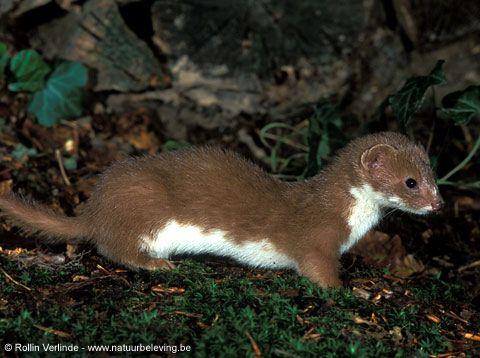 Donnola Mustela nivalis Ordine: Carnivori