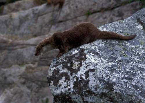 Lontra Lutra lutra Ordine: Carnivori