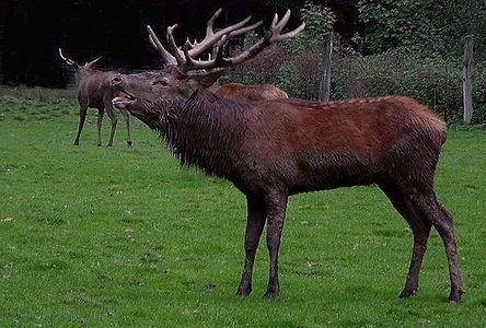 Cervo Cervus elaphus