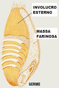 IL CHICCO DI FRUMENTO INVOLUCRO ESTERNO: la sua macinazione fornisce la crusca MASSA FARINOSA: è ricca di amido (che è uno zucchero) e di glutine ( che è un insieme di sostanze proteiche