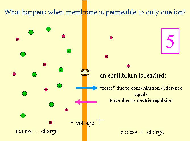 Cosa accade quando la membrana è permeabile solo ad uno ione?