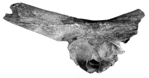 Cenni sui vertebrati fossili di Roma 125 FU Ponte Galeria, è stata raccolta in depositi di sabbie e ghiaie di spiaggia, sottostanti alle argille a Venerupis senescens della Fm.