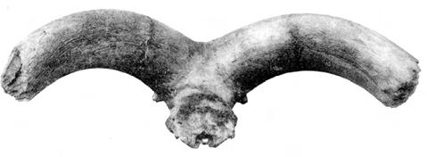 13) (CALOI & PALOMBO, 1986a; PALOMBO 2004b; MILLI & PALOMBO, 2005), un cranio incompleto di argali, Ovis ammon antiqua, proveniente dalla (?)Magliana (fig.