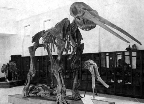 Museum of Palaeontology, University "La Sapienza", Rome (after PETRONIO, 1970). Fig.