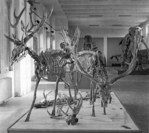 Museum of Palaeontology, University "La Sapienza", Rome (after AMBROSETTI et alii, 1980). Fig. 24 - Cervus elaphus rianensis, scheletro, Riano Flaminio (Roma), Aureliano inferiore.