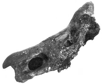elaphus di tipo moderno (CALOI & PALOMBO, 1978, 1994b; CASSOLI, 1978; CALOI et Fig. 30 - Stephanorhinus hemitoechus, cranio, norma laterale sinistra, Vitinia (Roma), Aureliano inferiore.