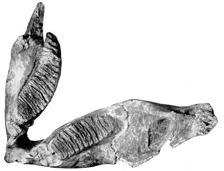 Museum of Palaeontology, University "La Sapienza", Rome (after PETRONIO et alii, 2005). Fig. 28 - Panthera pardus, cranio, norma laterale destra, Prati Fiscali (Roma), Aureliano inferiore.