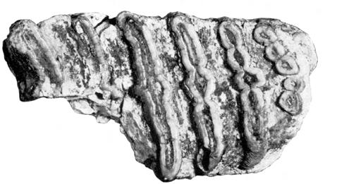 Cenni sui vertebrati fossili di Roma 123 sommità della Fm.