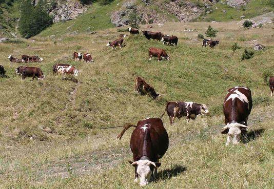 DURATA dei RAPPORTI di LOCAZIONE Il concetto generale è che i rapporti di locazione abbiano una durata di 15 anni. (art.