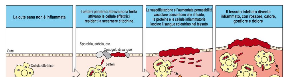 Processo