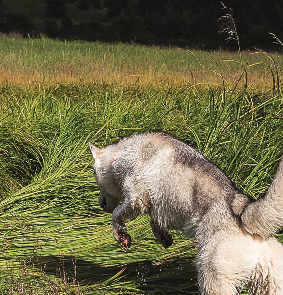 BIOLOGICALLY APPROPRIATE RICCO DI INGREDIENTI ANIMALI RICCO DI PROTEINE PROTEINE DI ORIGINE ANIMALE E NON VEGETALE ACANA È PRODOTTO CON INGREDIENTI ANIMALI DAL 5% AL 75% I CANI DA COMPAGNIA NON SOLO