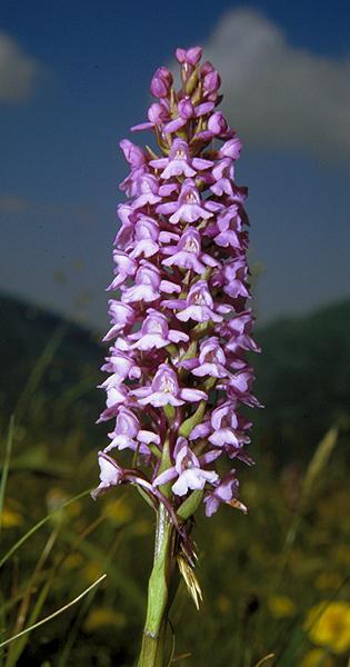 Foto: C. Del Prete Gymnadenia conopsea (L.) R.Br. in W.T.