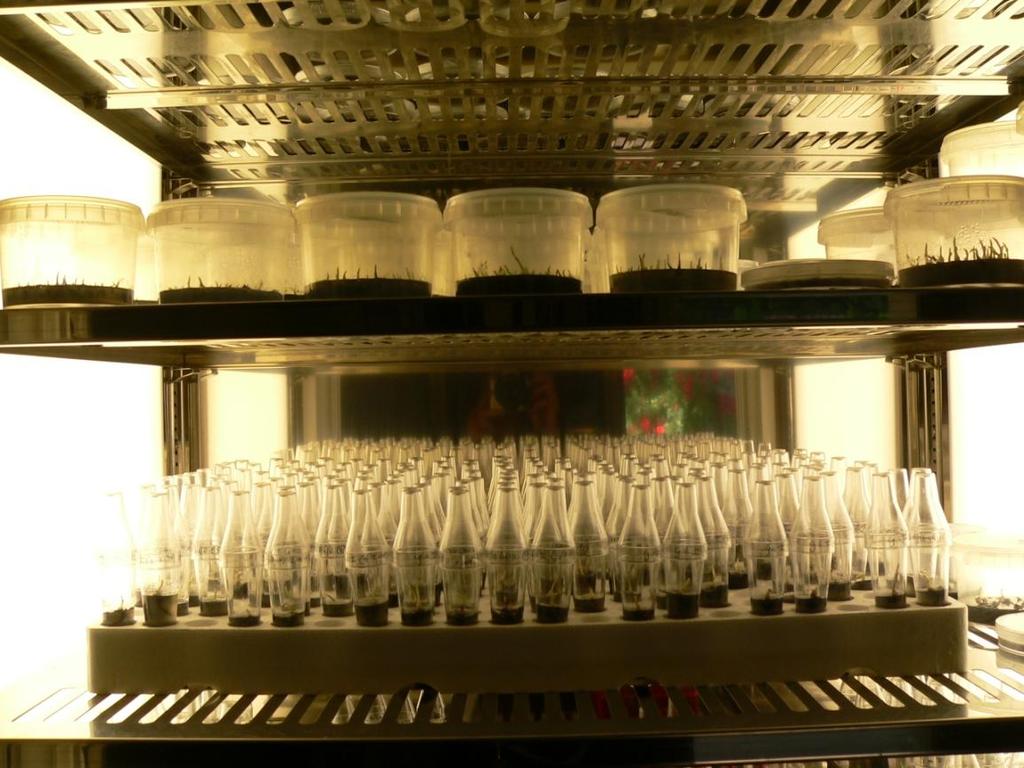 Colture in vitro Substrati di coltura complessi o altamente