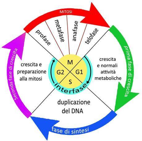 Ciclo