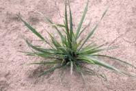 Festuca ovina L.