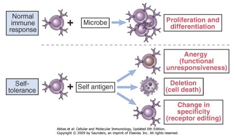 Riassumendo: immunità e tolleranza Il sistema immunitario deve essere quindi in grado di: A)