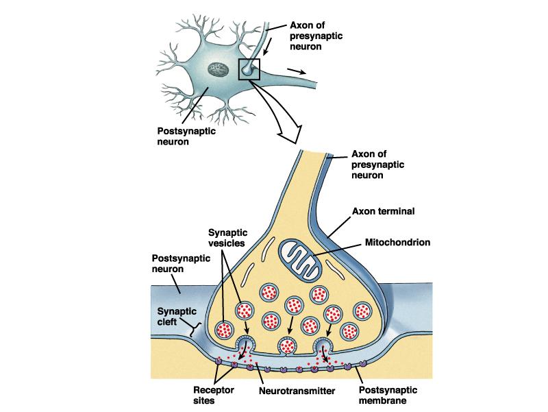 SISTEMA NERVOSO SISTEMA ENDOCRINO SISTEMA NERVOSO Struttura Messaggero chimico Meccanismo di rilascio Meccanismo d azione Nervoso Centrale e Periferico neuroni Neurotrasmettitore (NT) rilasciato nel