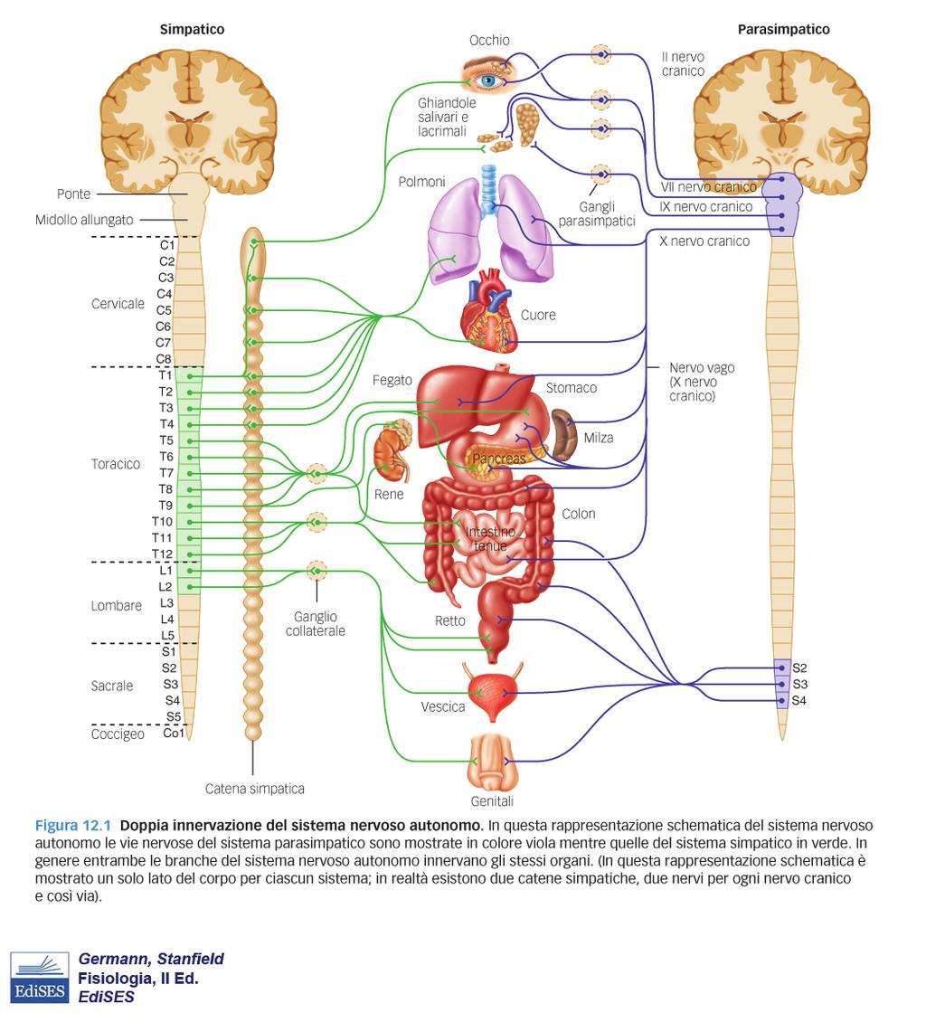 Bersagli del Nervoso Autonomo