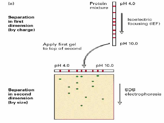 Elettroforesi bidimensionale su gel di poliacrilammide (2D-PAGE) Le proteine separate in una prima corsa elettroforetica mediante focalizzazione isoelettrica possono essere caricate su un gel con