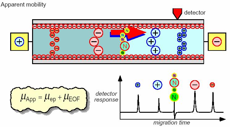 Rappresentazione schematica di una separazione elettroforetica capillare Gli anioni più piccoli si sposteranno meno velocemente dei più
