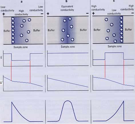 Anche la conducibilità elettrica del tampone va adeguatamente controllata per evitare effetti sulla forma dei picchi elettroforetici (elettrodispersione): tempo tempo tempo fronting tailing Se la