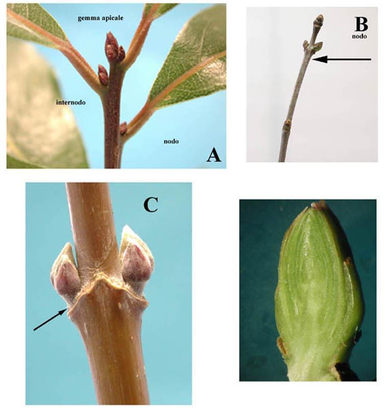 B A nodo A Regione terminale di un ramo (Alloro) con gemma apicale e gemme laterali all ascella delle foglie con disposizione alterna.