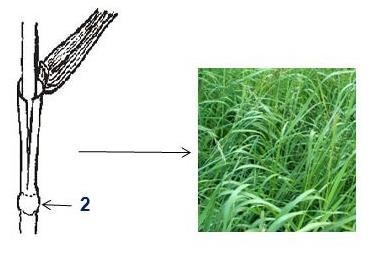 Meristemi intercalari o residui (nelle Poaceae) (2):
