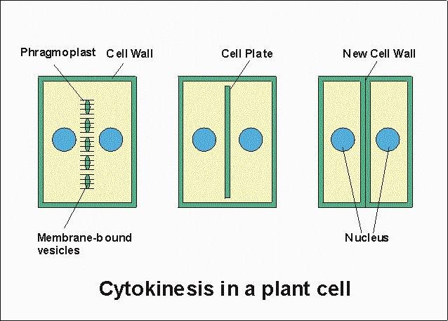 TELOFASE E CITODIERESI Nelle piante la divisione cellulare avviene con la formazione della piastra cellulare.